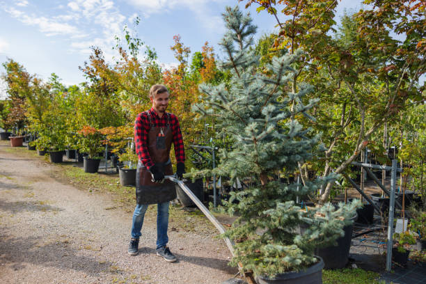 How Our Tree Care Process Works  in  Norwood, OK